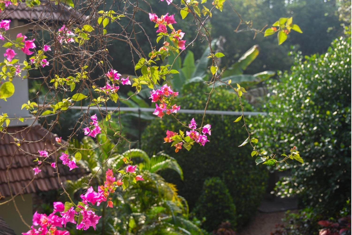 Gaia'S Garden Guest House Auroville Eksteriør billede